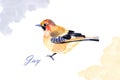 Jay bird isolated on white background. Hand painted. Illustration. Watercolor Royalty Free Stock Photo