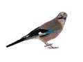 Jay bird isolated on white background Royalty Free Stock Photo