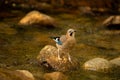 Jay bird perched on a rock surrounded by water.