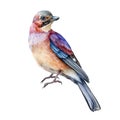 Jay bird realistic watercolor image. Hand drawn wild forest europe avian single illustration. Common jay bright close up element.