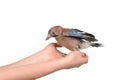 jay bird siiting on the hand isolated over white background Royalty Free Stock Photo