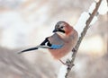 Jay bird sit on a branch in a snowy winter Royalty Free Stock Photo