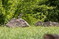 Jay-bird sitting on a stone in the grass