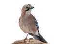 Jay bird sitting on a tree branch isolated on white Royalty Free Stock Photo