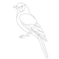 Jay bird, vector illustration , lining draw, profile