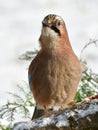 Jay bird in winter Royalty Free Stock Photo