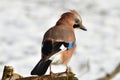 Jay bird in winter Royalty Free Stock Photo