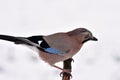 Jay bird during winter time Royalty Free Stock Photo