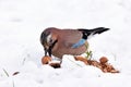 Jay bird during winter time Royalty Free Stock Photo