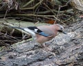 Jay bird Garrulus glandarius Royalty Free Stock Photo