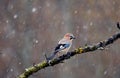 jay endures the snowfall in its perch Royalty Free Stock Photo