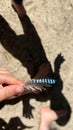 jay feather in a hand of a child shadow on the background Royalty Free Stock Photo