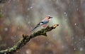 A jay in the field in winter while it snows Royalty Free Stock Photo