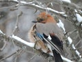 Jay in the forests of Udmurtia Royalty Free Stock Photo