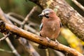 Jay Garrulus glandarius on a branch looking left