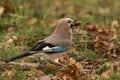 Jay, Garrulus glandarius. Colorful bird Royalty Free Stock Photo