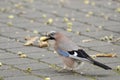 A colorfull jay (Garrulus glandarius)