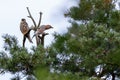 Jay Garrulus glandarius. Northern Hobby Falco subbuteo.