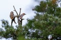 Jay Garrulus glandarius. Northern Hobby Falco subbuteo.