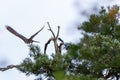 Jay Garrulus glandarius. Northern Hobby Falco subbuteo.