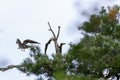 Jay Garrulus glandarius. Northern Hobby Falco subbuteo.