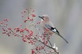 A jay and hawthorn berry Royalty Free Stock Photo