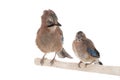 Jay with a little chick sit on a branch of a tree tree isolated on a white background Royalty Free Stock Photo