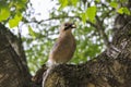 Jay with nut Royalty Free Stock Photo