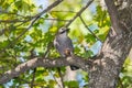 Jay with a nut on a tree in the forest