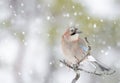 Jay perched on a branch while snowing Royalty Free Stock Photo
