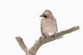 Jay perched on a branch in winter Royalty Free Stock Photo