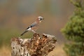 A jay perches on the old trunk Royalty Free Stock Photo