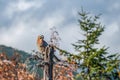 Jay resting on a beautiful autumn day Royalty Free Stock Photo