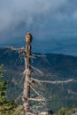 Jay resting on a beautiful autumn day Royalty Free Stock Photo