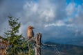 Jay resting on a beautiful autumn day Royalty Free Stock Photo