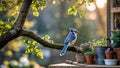 Jay resting on sunlit tree limb above potting bench Royalty Free Stock Photo