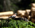 Jay searching for food Royalty Free Stock Photo