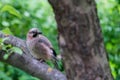 Jay sits on a tree branch. Mockingjay. Close-up. Selective focus