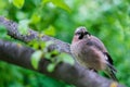 Jay sits on a tree branch. Mockingjay. Close-up. Selective focus