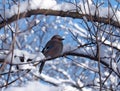 Jay is sitting at the branch full of snow at blue sky backgr Royalty Free Stock Photo