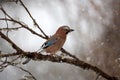 A jay is sitting on a branch with moss. Flakes of falling snow. Blurry brown-gray background. Mockingjay in winter. Birds of