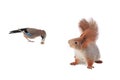 Jay and squirrel are eternal friends and competitors and enemies isolated on white Royalty Free Stock Photo