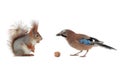 Jay and squirrel are eternal friends and competitors and enemies isolated on white background Royalty Free Stock Photo