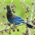 Jay Steller's Blue Bird Royalty Free Stock Photo