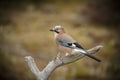 Jay on a stick Royalty Free Stock Photo