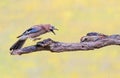 A jay together with a great spotted woodpecker on a branch with bird food argue about who is at the feede