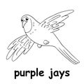 Kids line illustration coloring purple jays. animal are just lines