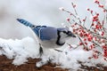 Jay with Winter Berries