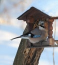 Jay at winter feeder