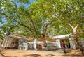 Jaya Sri Maha Bodhi the oldest living human-planted tree in the world, Sri Lanka. Royalty Free Stock Photo